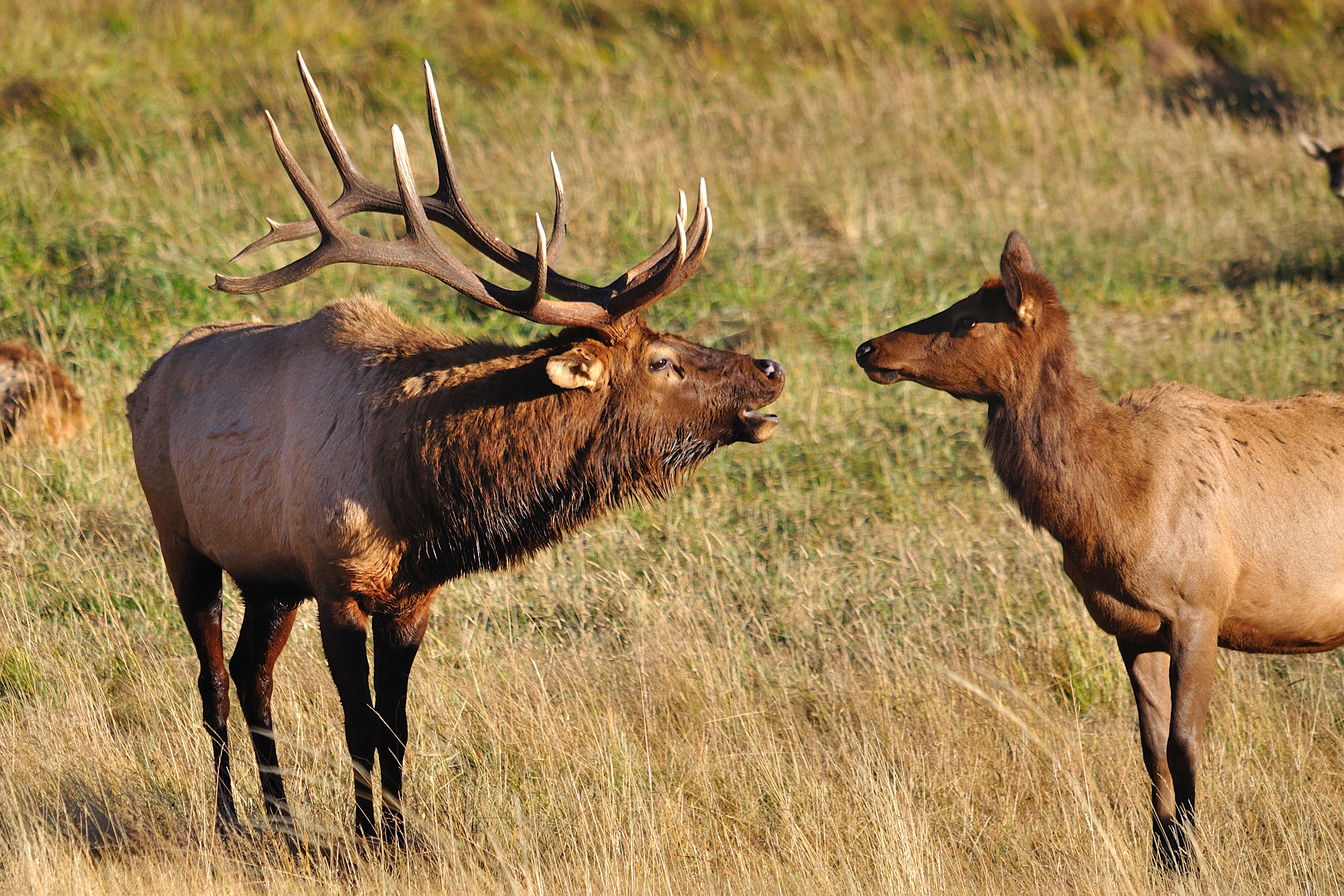 An elk bull bugling at an elk cow