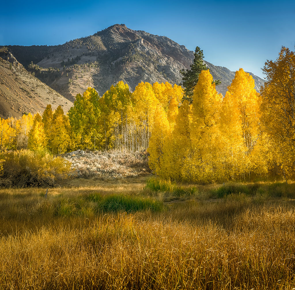Aspens in front of mountains.