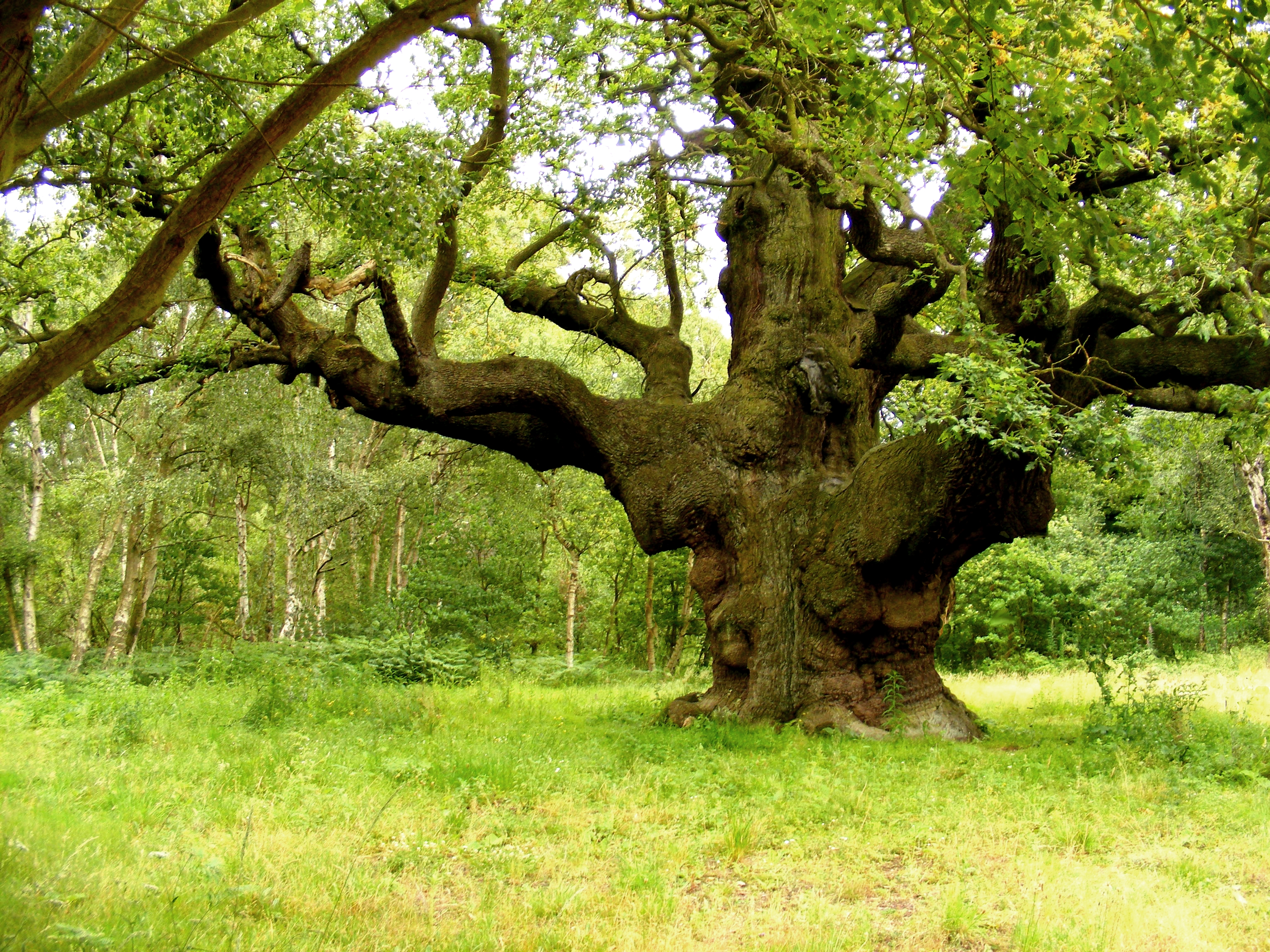 Это был огромный дуб. Ноттингем Шервудский лес. Шервудский лес, Ноттингемшир, Англия. Дуб Робин Гуда в Шервудском лесу.