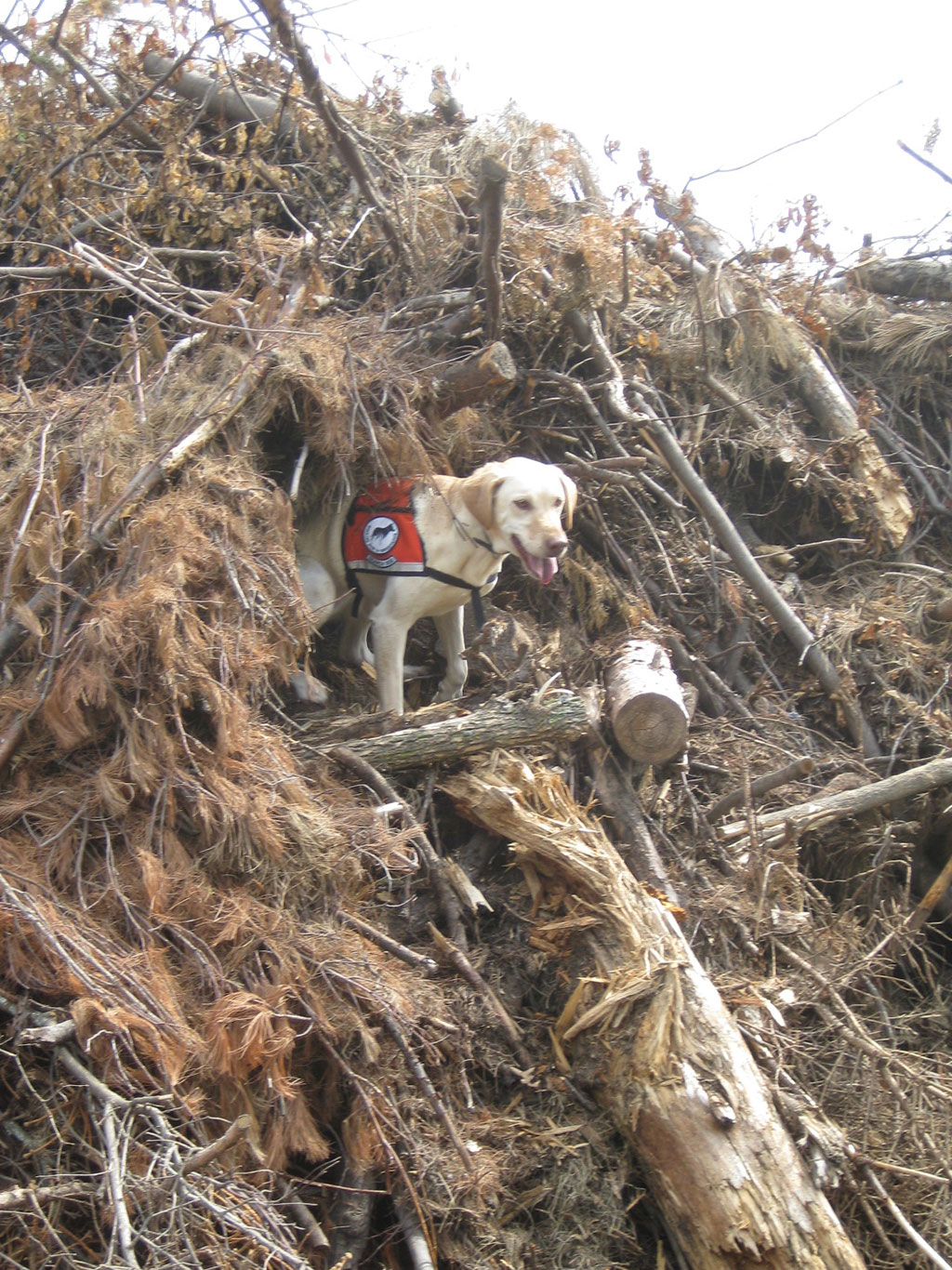Lily does a thorough search of a brush pile in the hopes of finding infested ash wood.