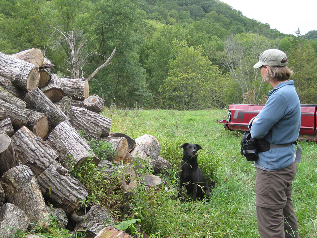 Handler Aimee Hurt looks on as Wicket prepares to search a wood pile