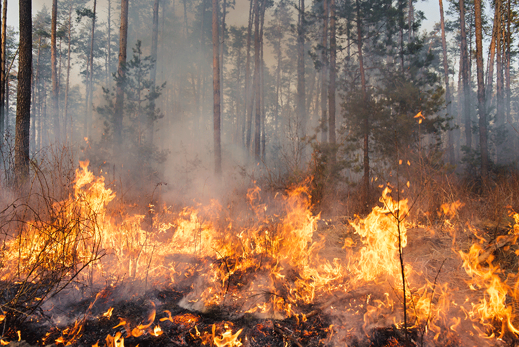 Intensifying wildfires threaten forests.