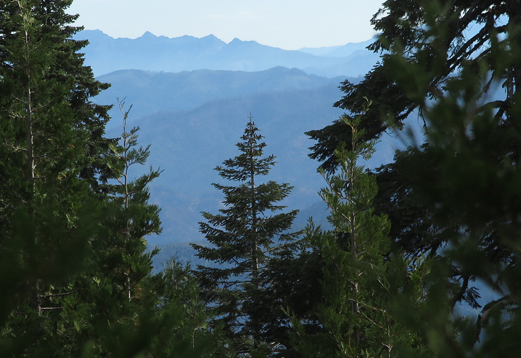 Serving as a bridge between the California red fir of the south and noble fir of the north is the Shasta fir, found only in the Klamath region.
