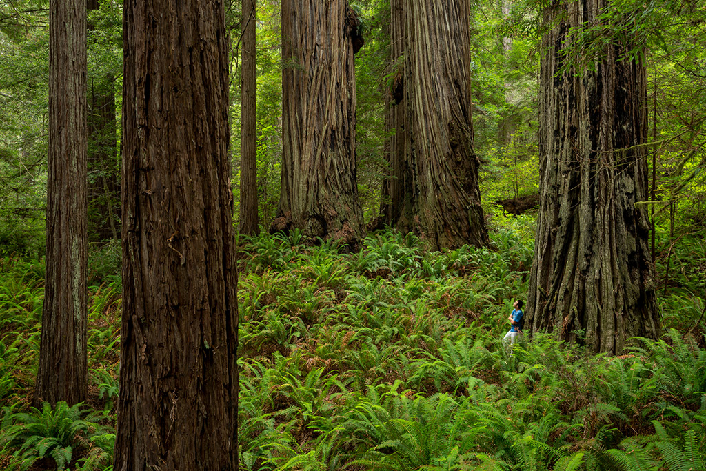 Redwood National Park. Credit: Max Forster.