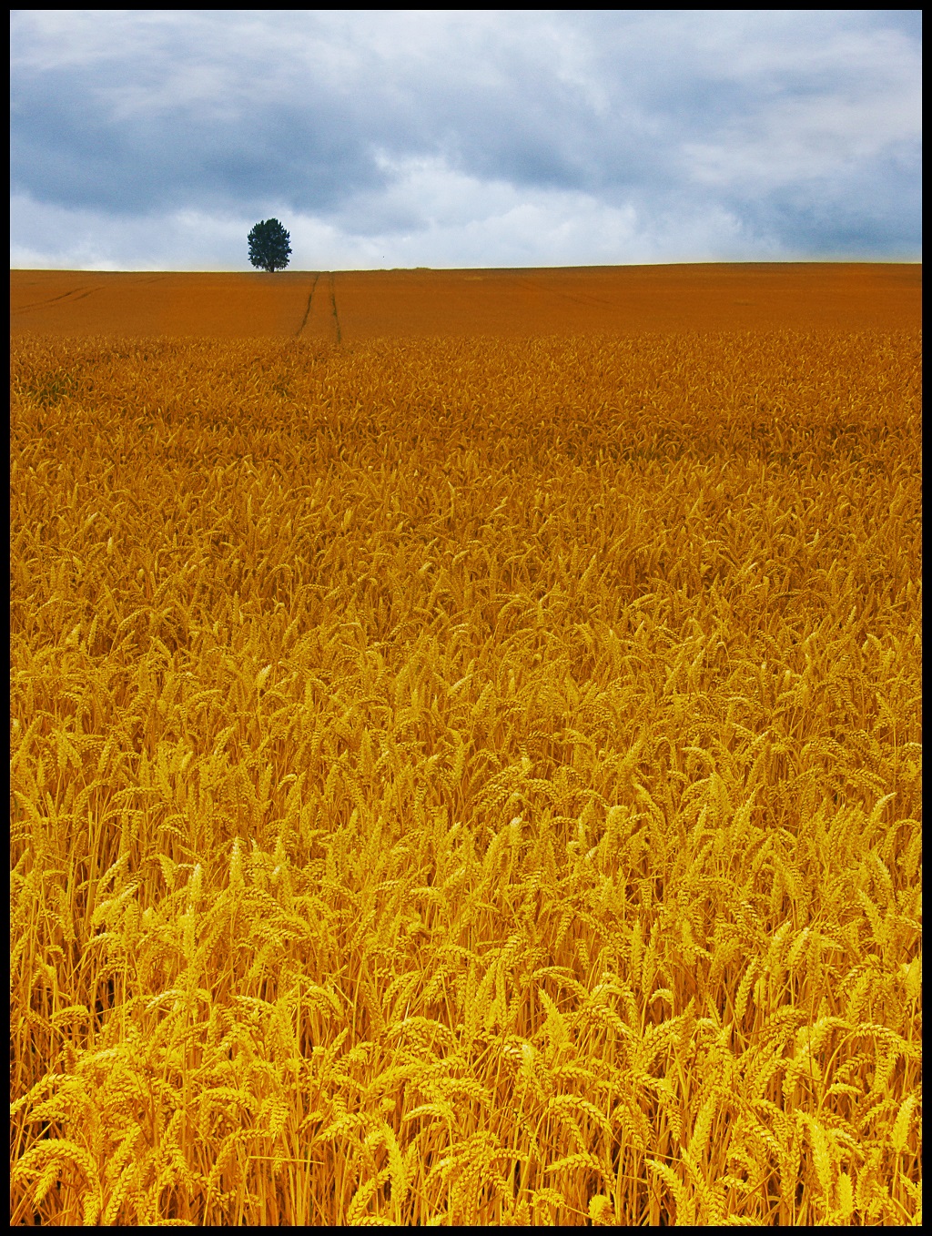 Lone tree in the midst of cornfields.