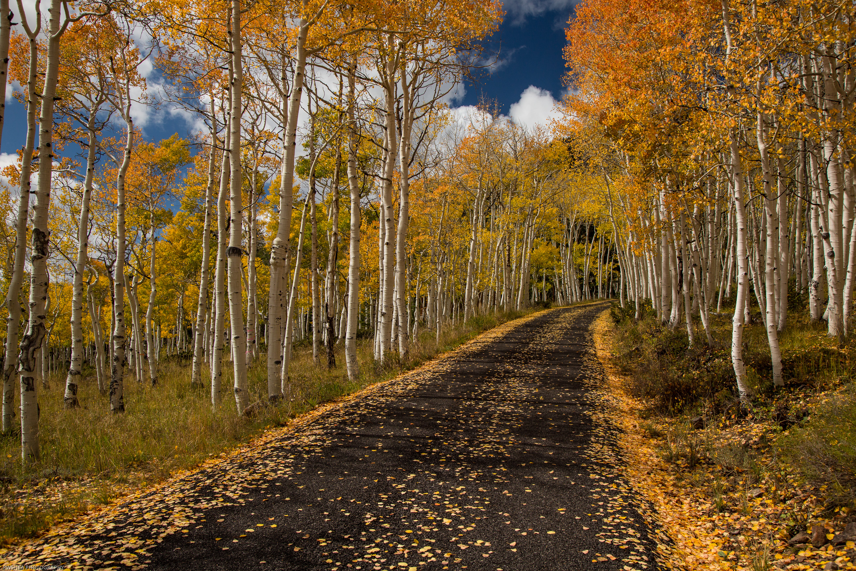 Believe it or not, the aspens on both sides of this road are all one tree. Credit: Robert Shea via Flickr.