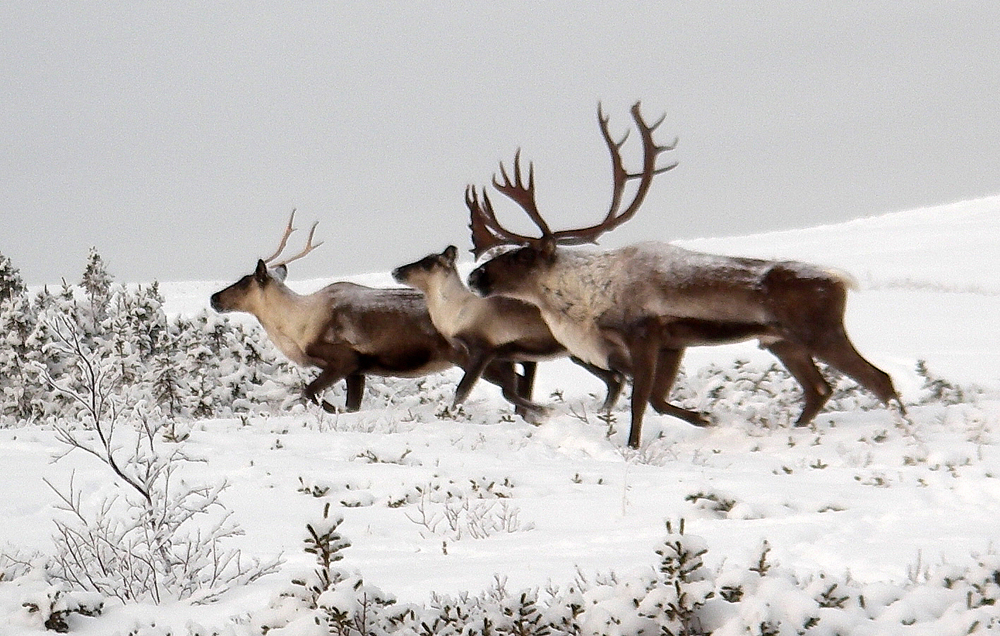 Caribou