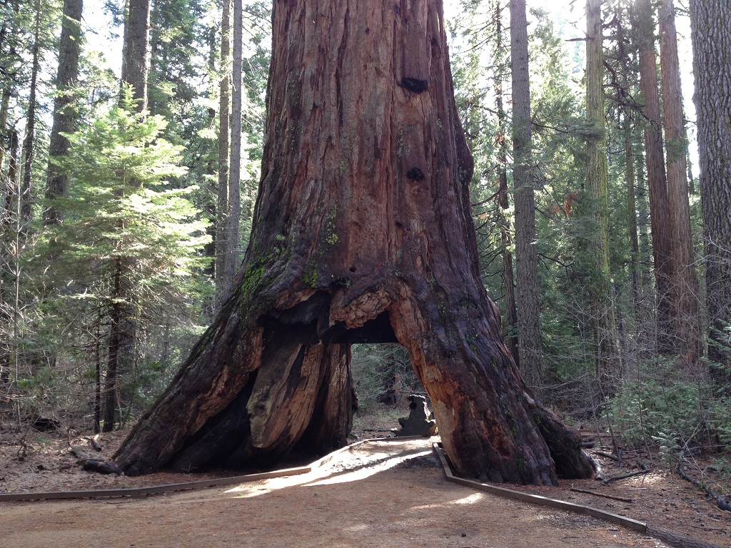 The Pioneer Cabin Tree. 
