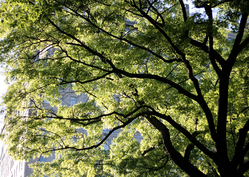 Tree Canopy