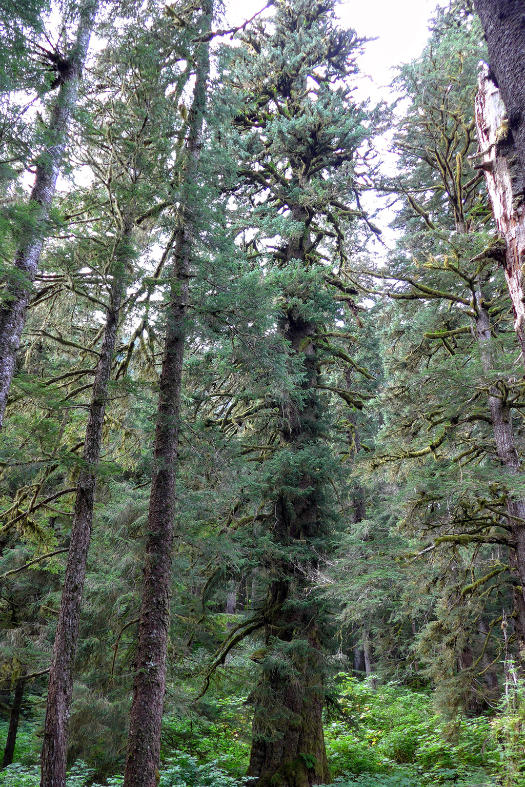 The massive spruce dwarfing the “large” old-growth spruce trees around it.