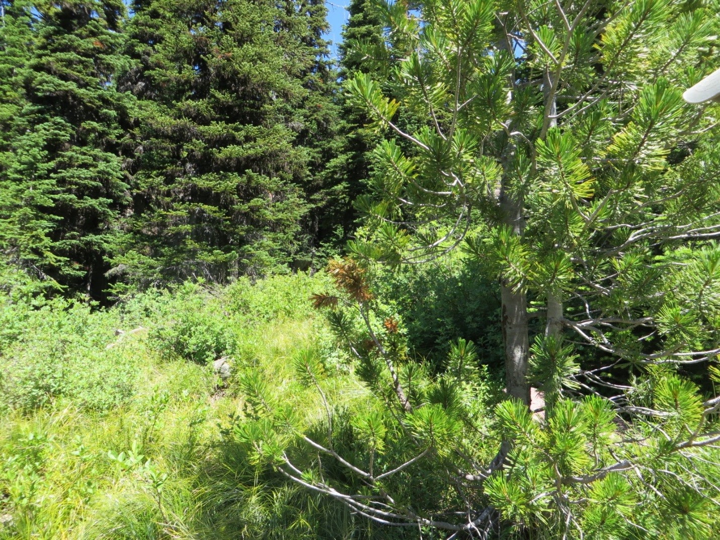 Whitebark pine tree with the “red flagging,” a symptom of blister rust infection. 