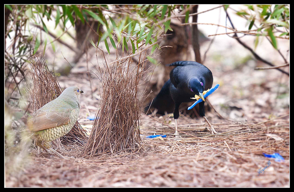 Bowerbirds