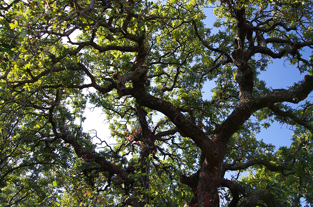 An example of the Cross Timbers' unique, irregularly shaped tree structure