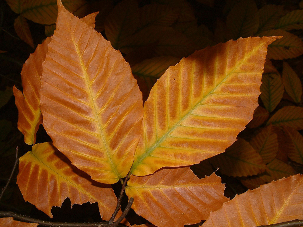 Beech leaves