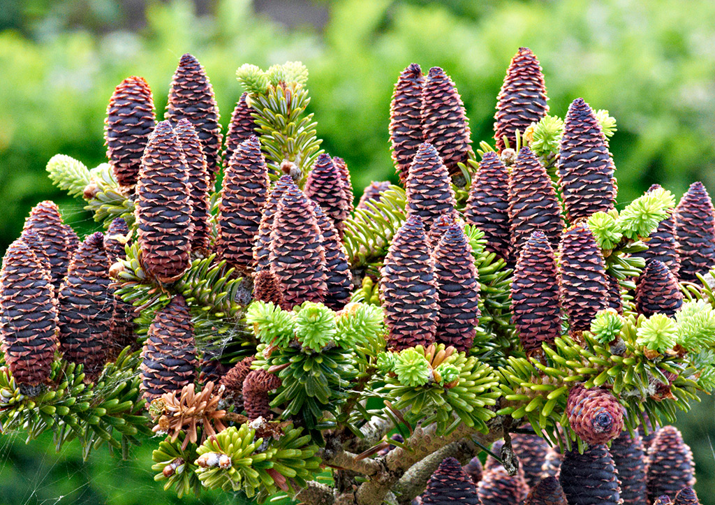 Korean Pine Cones