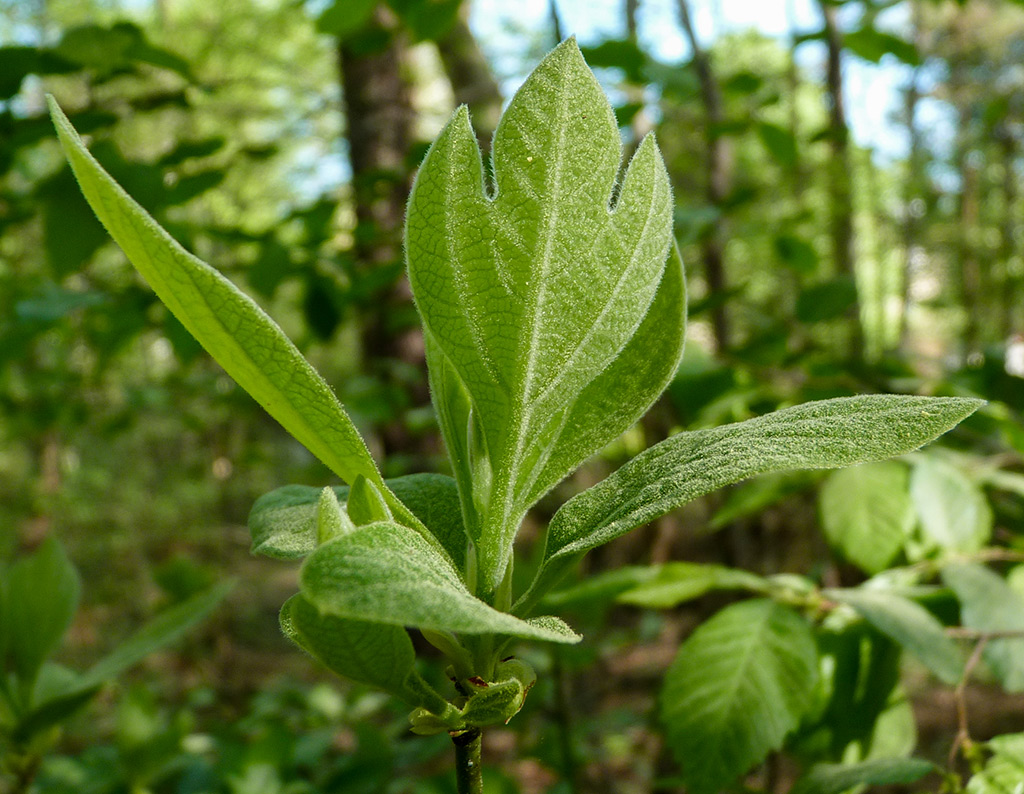 The green buds and leaves of a sassafras (Sassafras albidum)