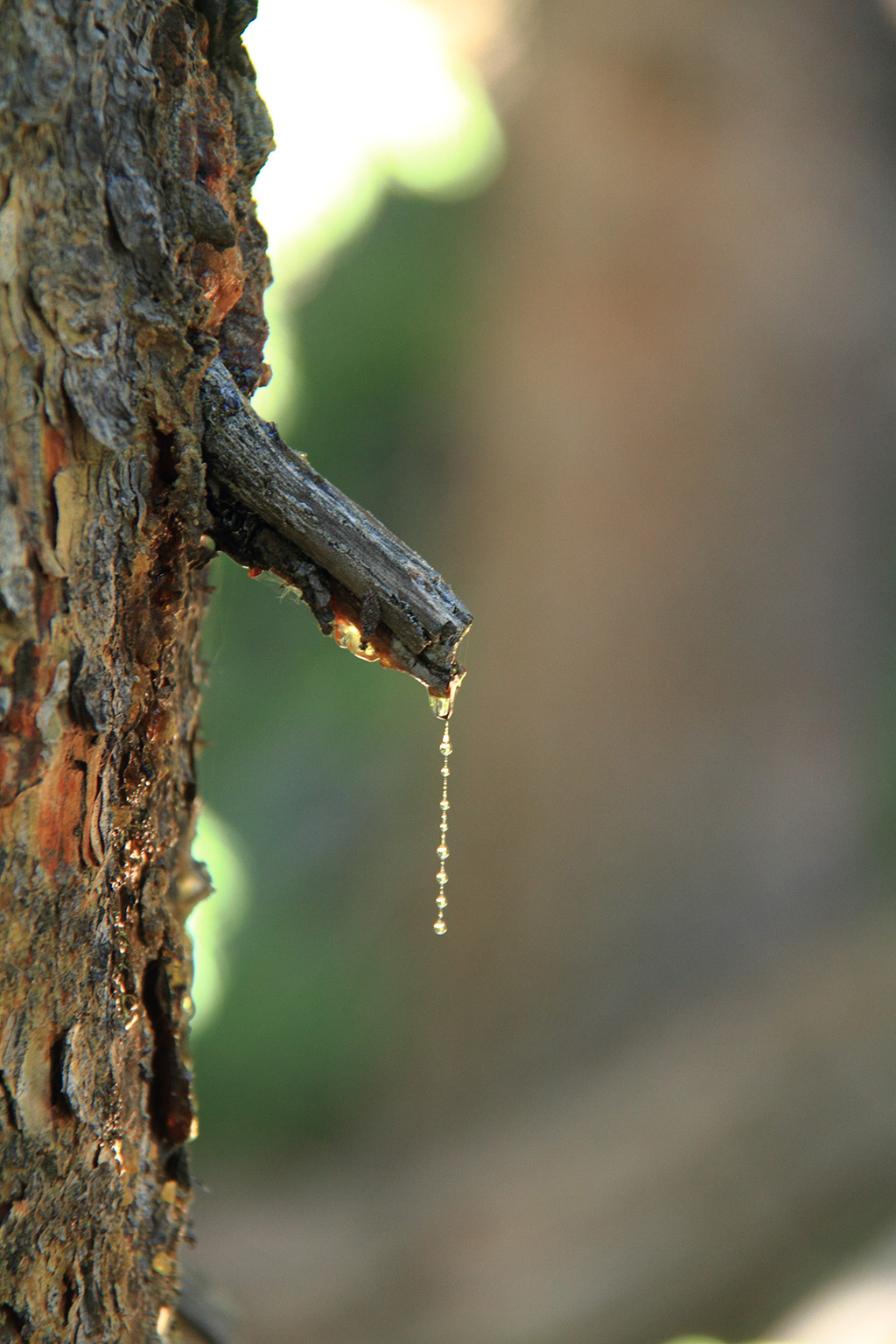 Tapping sap