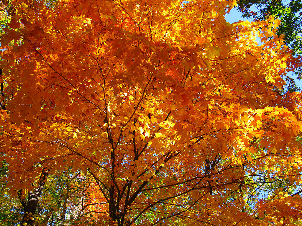 Big winter tree  Free Cut Out people, trees and leaves