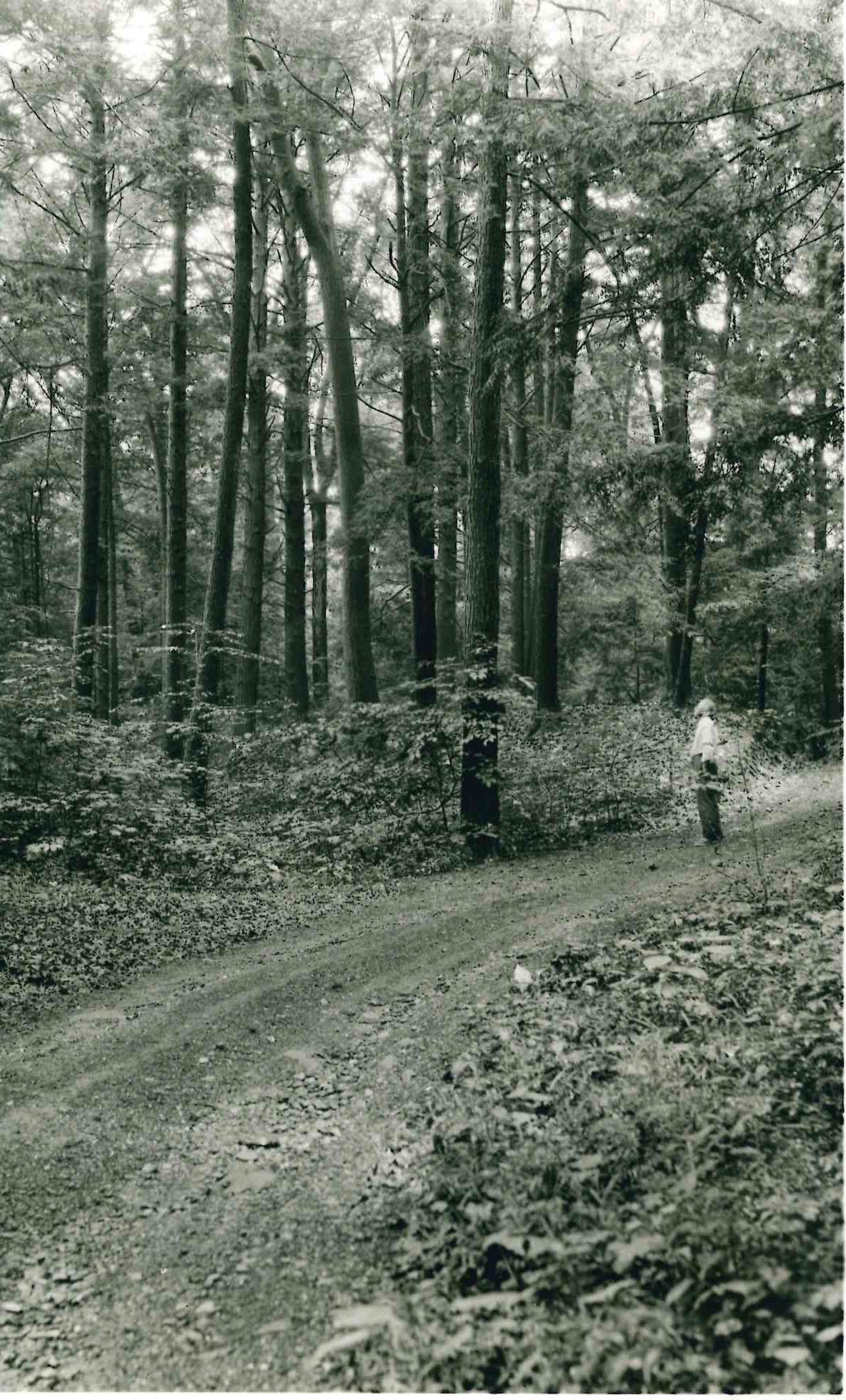 One of the several miles of woods roads which FDR loved to ride on his vacation trips to Hyde Park. 