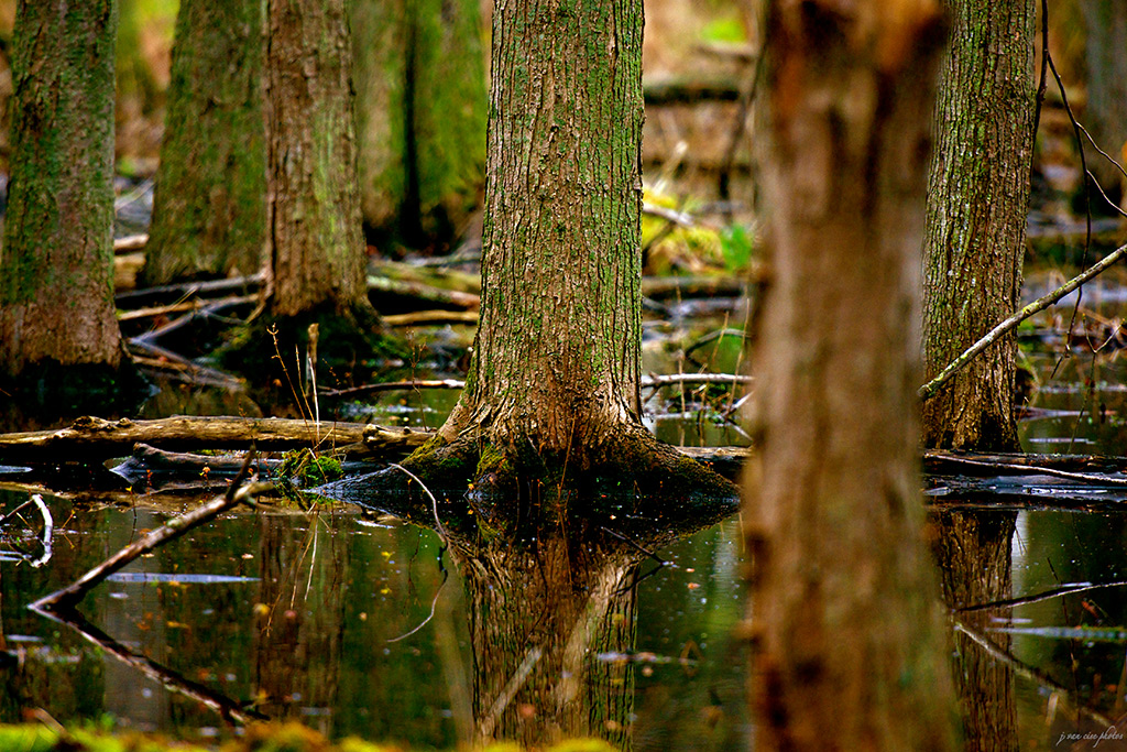 Trees in bog