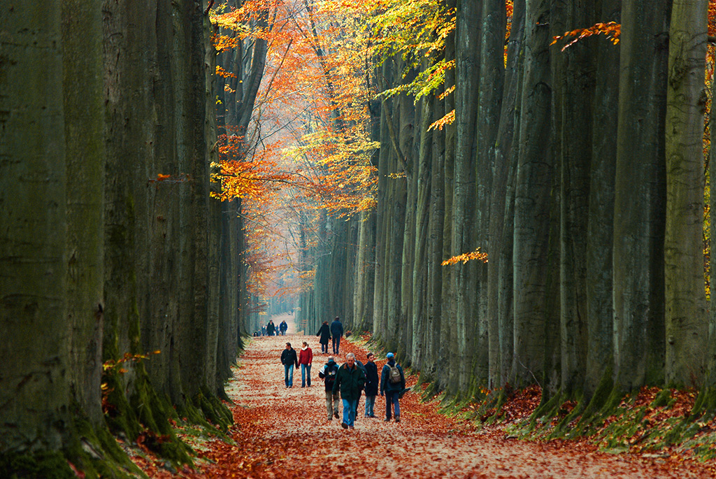 Walking in a forest