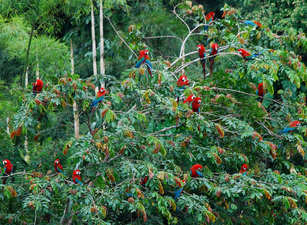 birds in tree