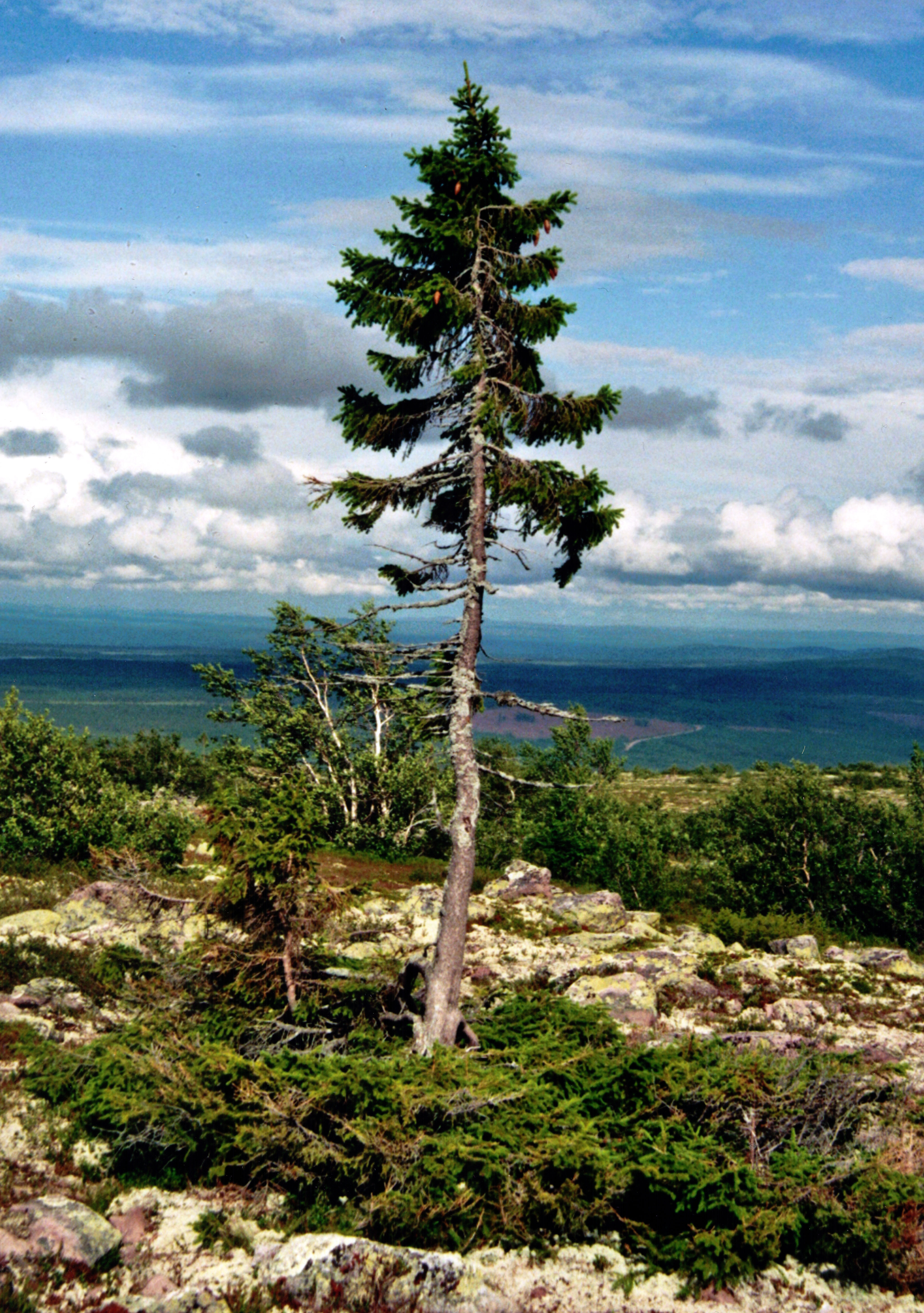 Oldest Swedish tree