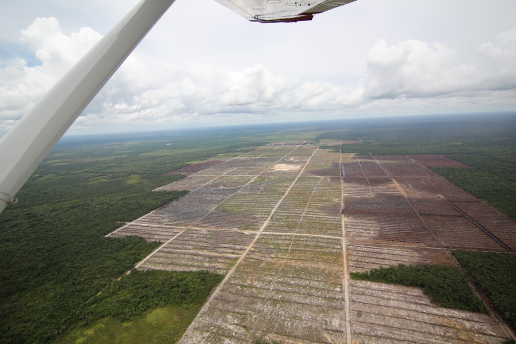 Palm oil plantation deforestation