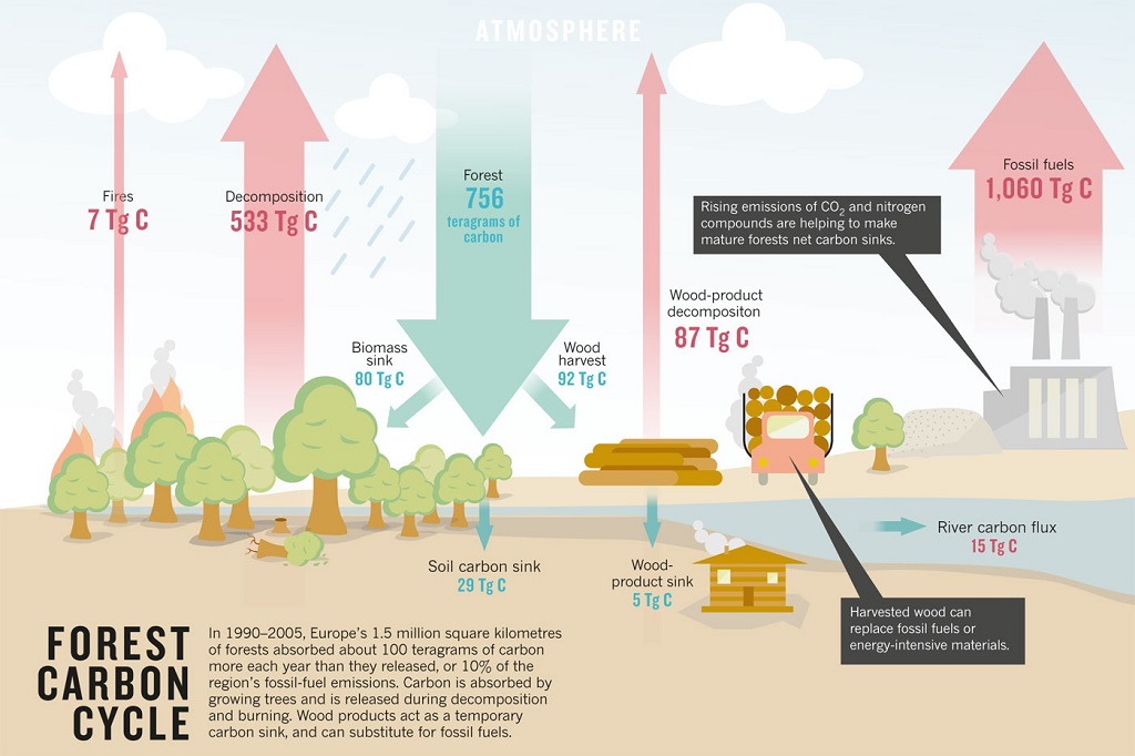 What Are The Two Major Carbon Sinks On Earth