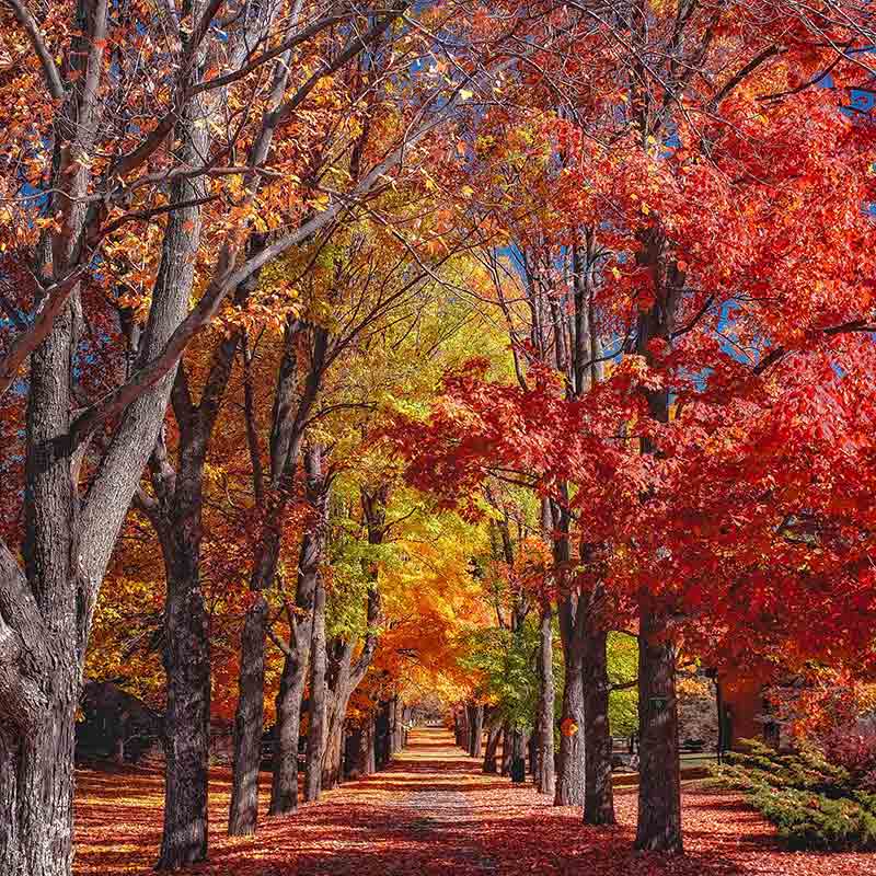 The Science of Autumn - Creating Tomorrow's Forests