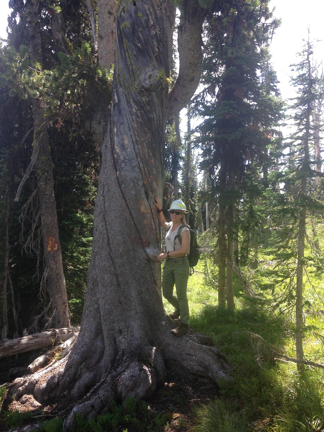 Melissa hugging a large whitebark pine 