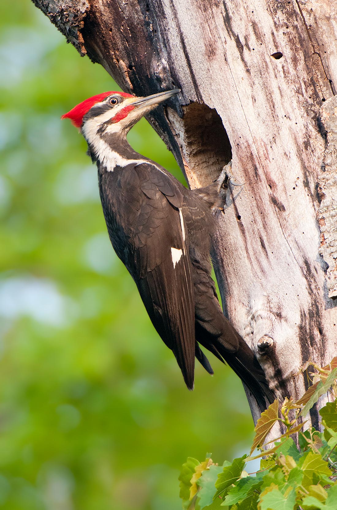 Pileated woodpecker creating a nesting cavity