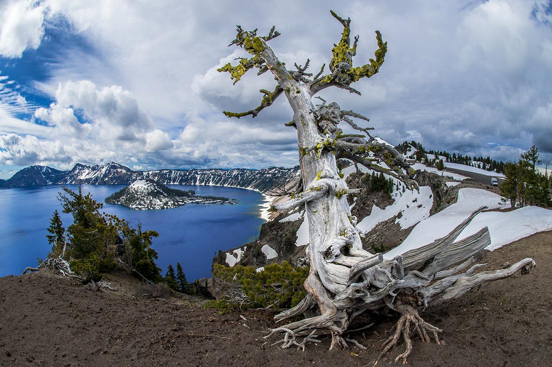 Whitebark pine at Crater Lake. 