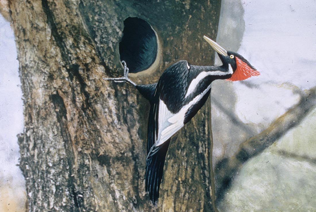 An ivory-billed woodpecker