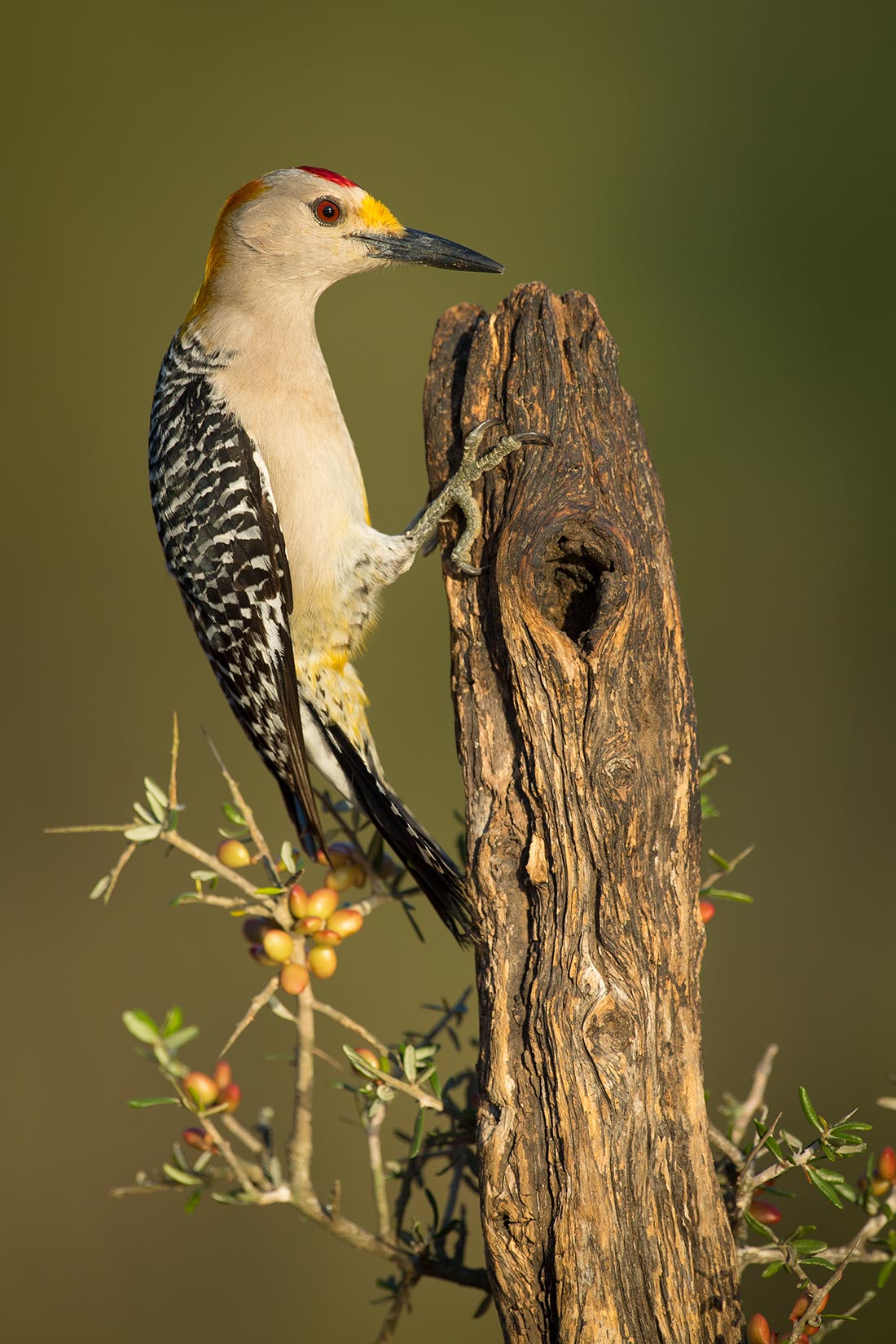 Gold-fronted woodpecker