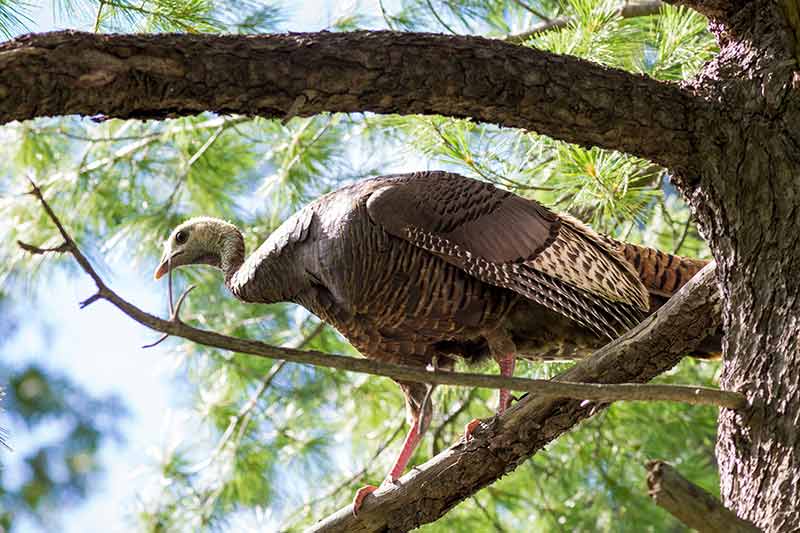 A female eastern wild turkey in Canada