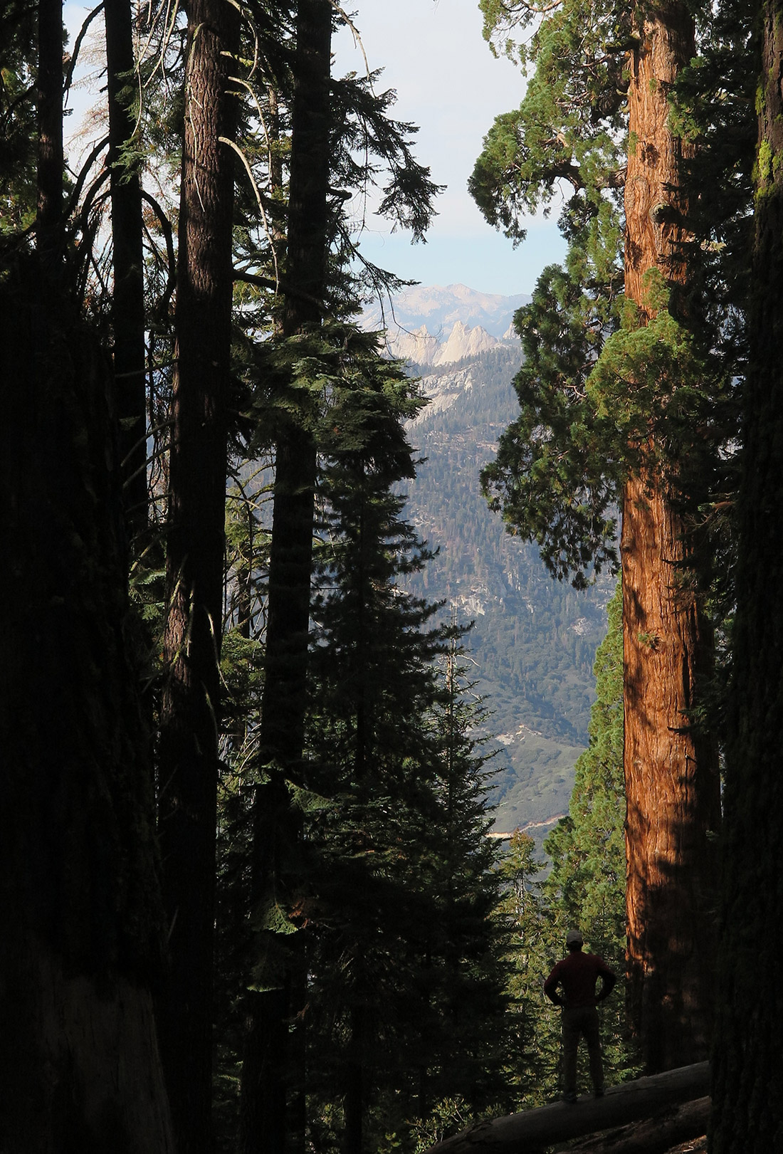 Sequoias towering over Williams;
