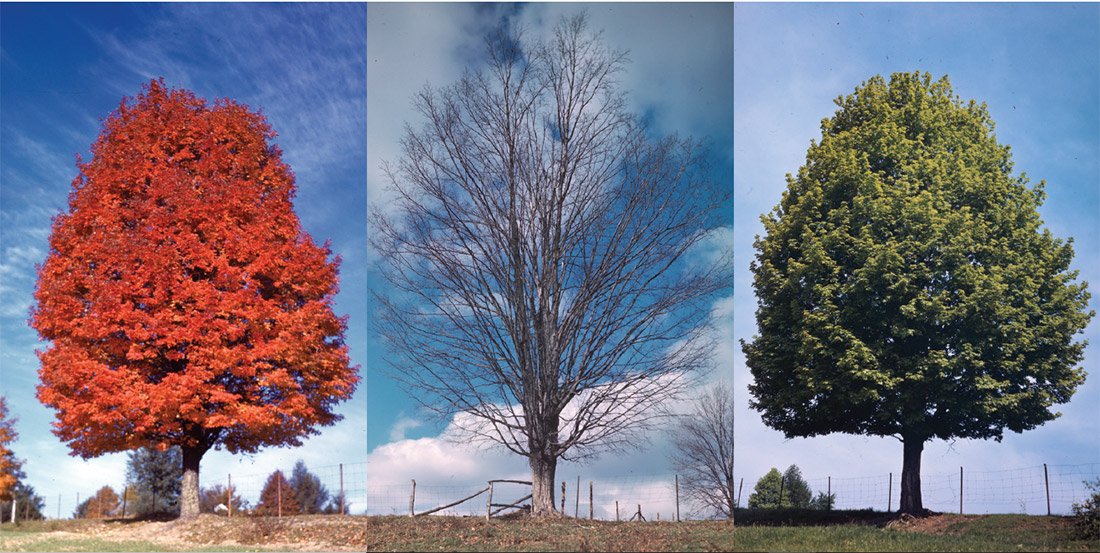 Seasonal maple trees
