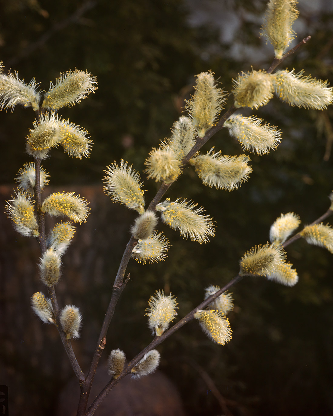 Mature catkins of a willow