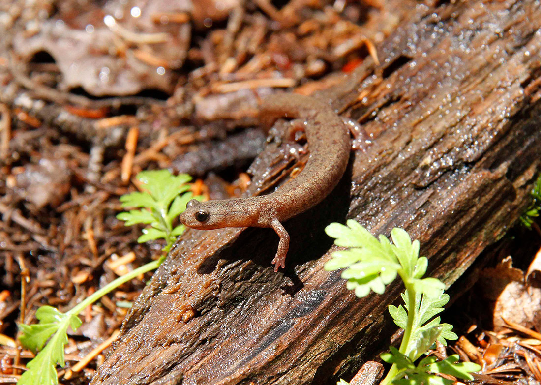 Jemez Mountains salamander