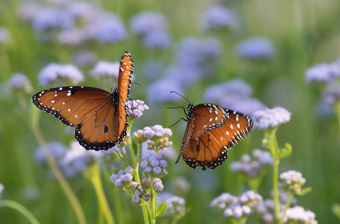 Queen butterflies