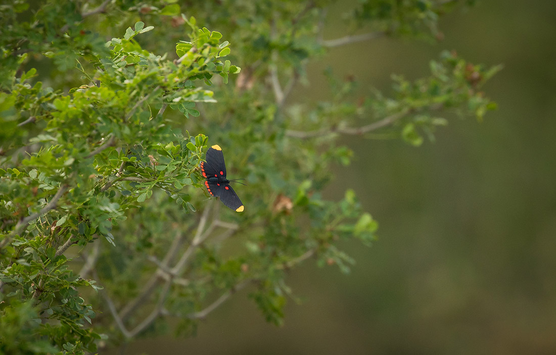 A red-banded pixie butterfly