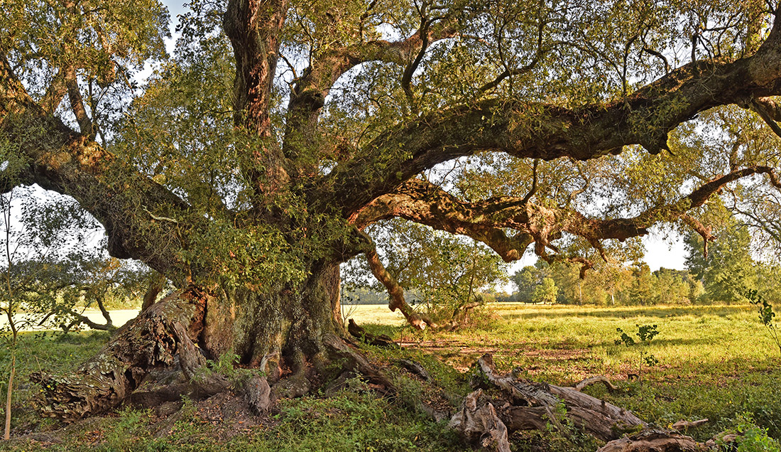 La Belle Colline Oak