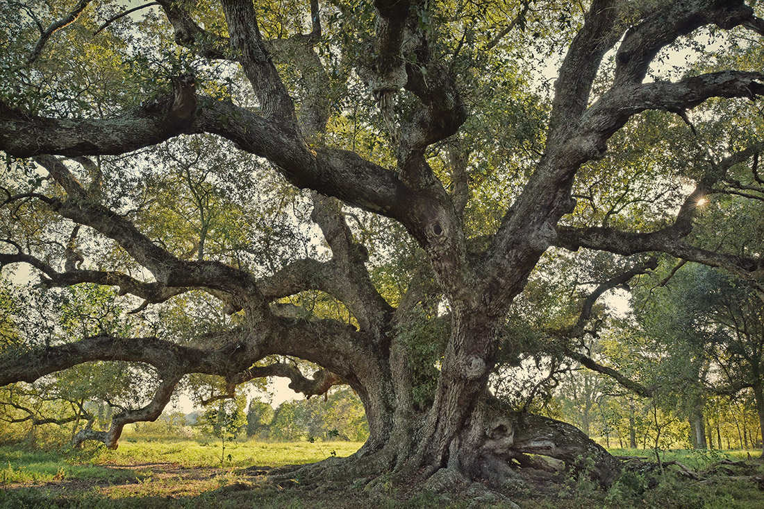The La Belle Colline Oak