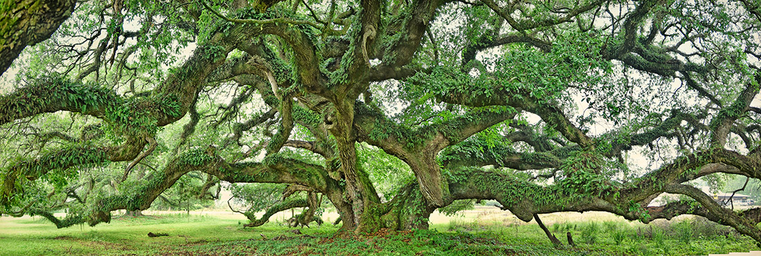 The Lorenzo Dow Oak