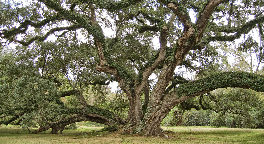 The Seven Brothers Oak