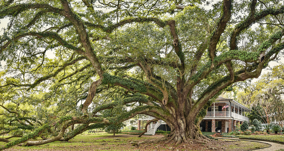 The Seven Sisters Oak