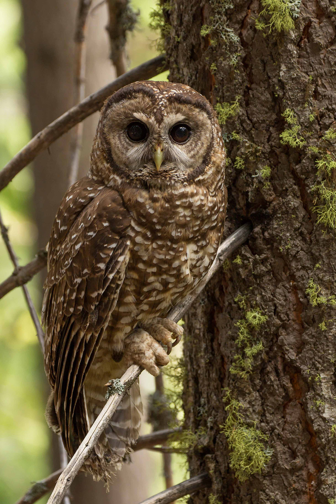 Female California spotted owl