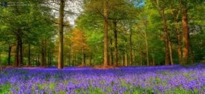 Field of Bluebells