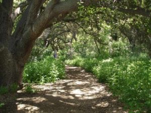 Forest trail